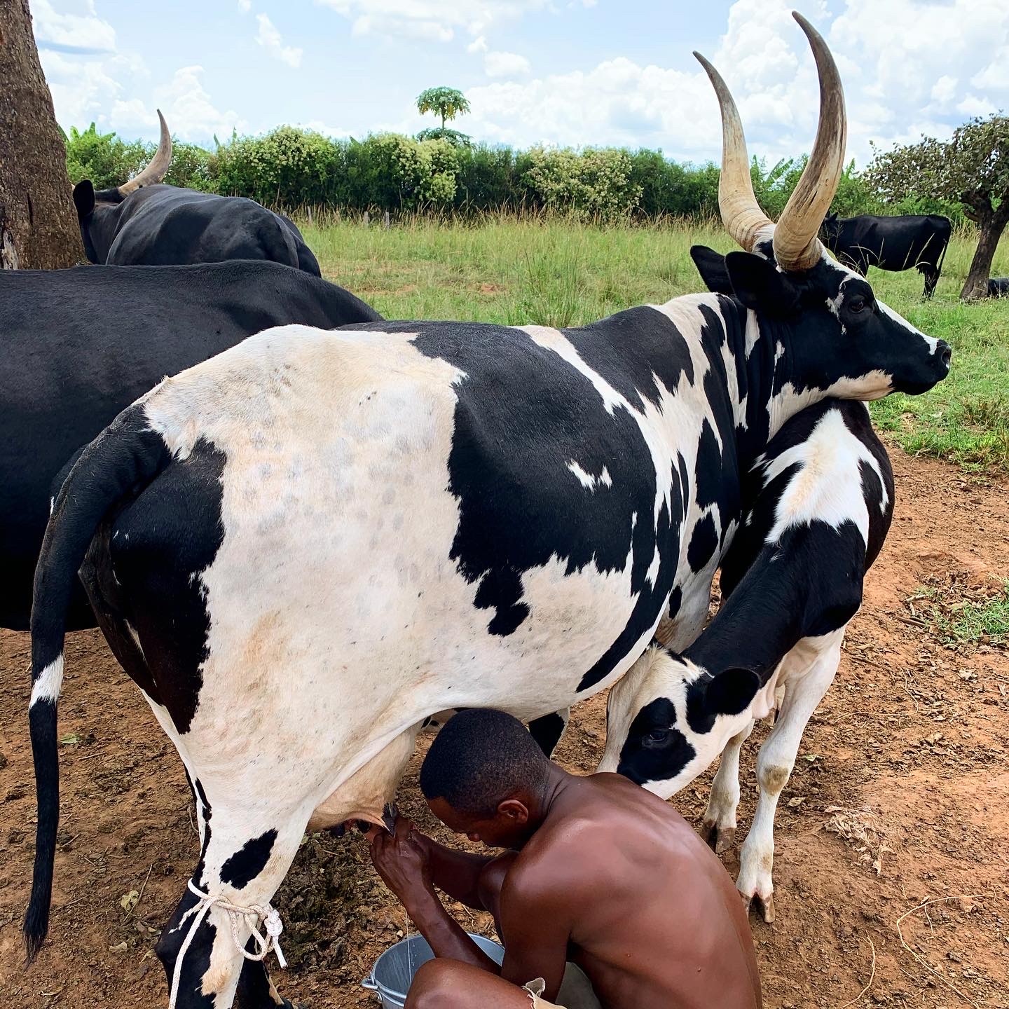 A farmer milks a long-horned dairy cow in Uganda