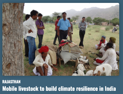 Mobile livestock to build climate resilience in India